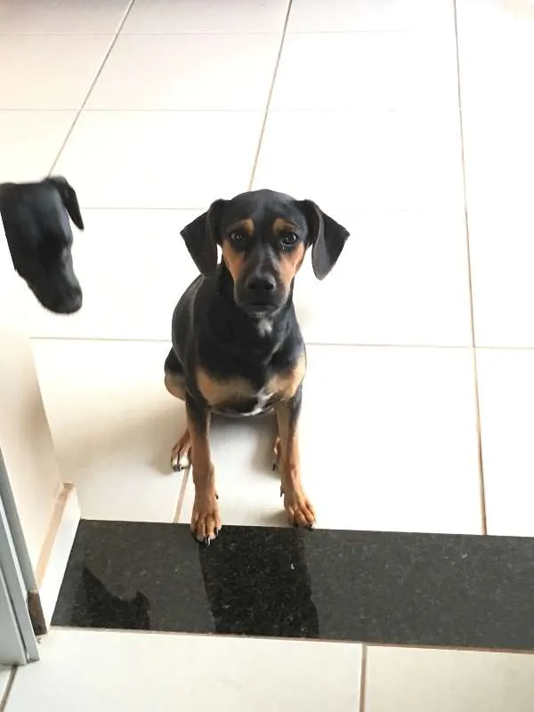 Cachorro ra a SRD idade 2 a 6 meses nome Kika e Kakau