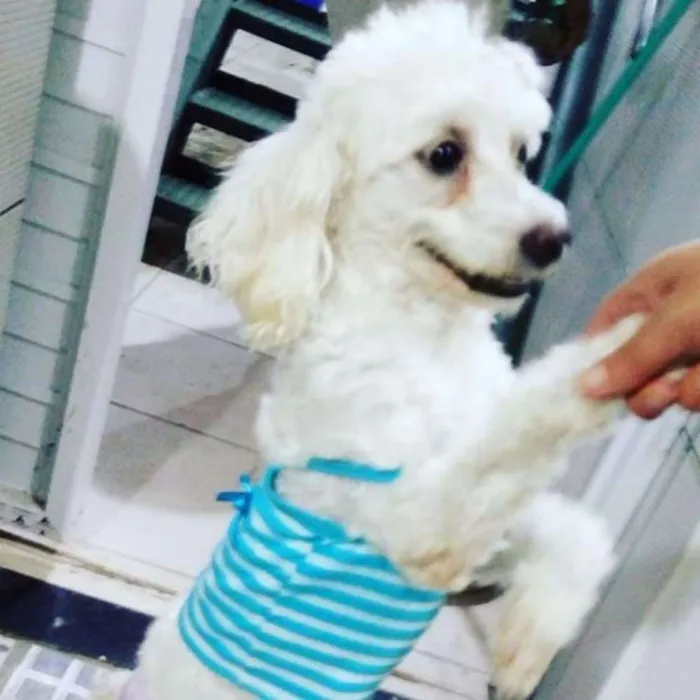 Cachorro ra a Poodle número 3 idade 6 ou mais anos nome Priscila