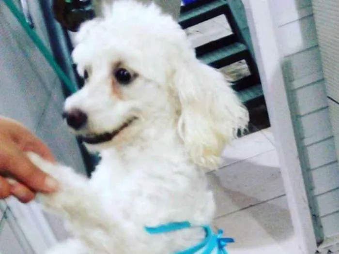 Cachorro ra a Poodle número 3 idade 6 ou mais anos nome Priscila