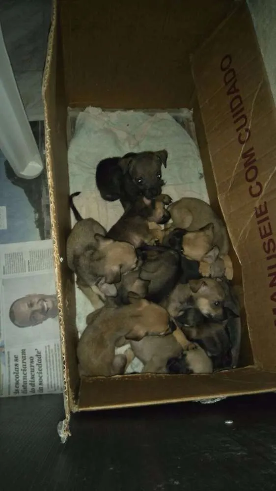 Cachorro ra a Mestiço idade Abaixo de 2 meses nome Dez filhotes
