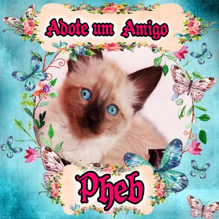Gato ra a Siamês idade 2 a 6 meses nome Pheb