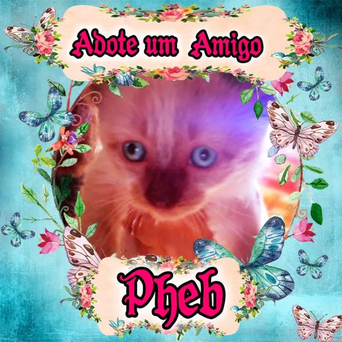 Gato ra a Siamês idade 2 a 6 meses nome Pheb