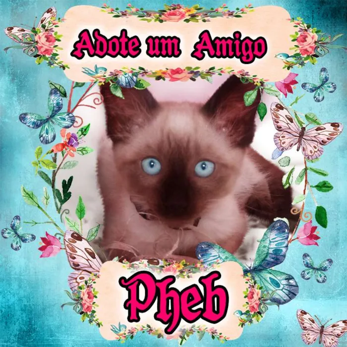 Gato ra a Siamês idade 2 a 6 meses nome Pheb