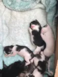 Gatinhos