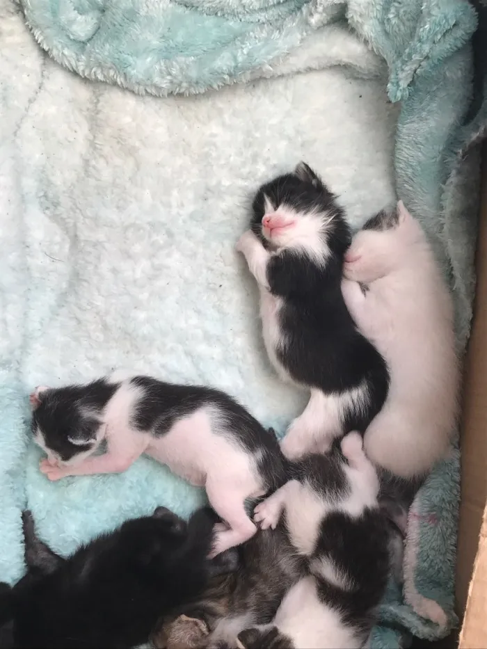 Gato ra a Sem raça idade 2 a 6 meses nome Gatinhos