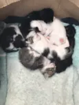 Gatinhos