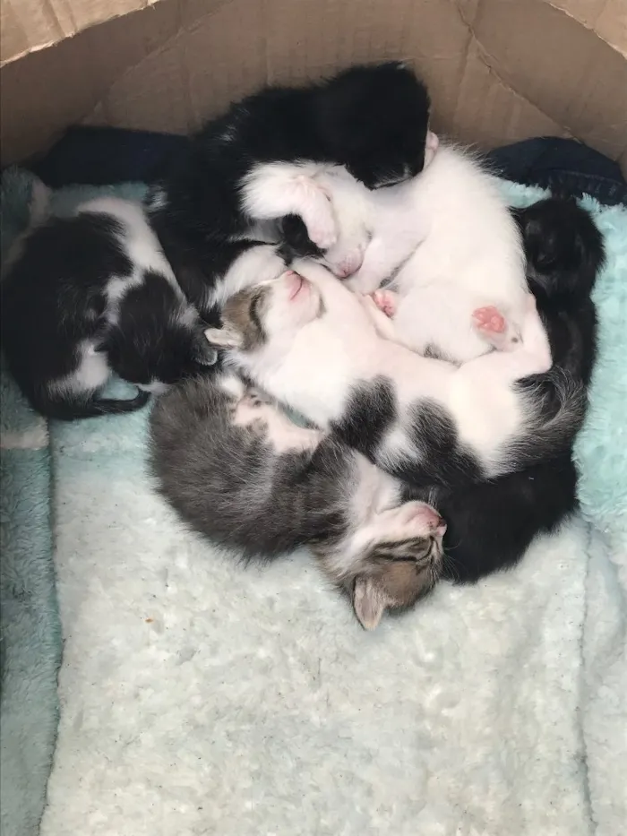 Gato ra a Sem raça idade 2 a 6 meses nome Gatinhos