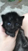Gatinhos