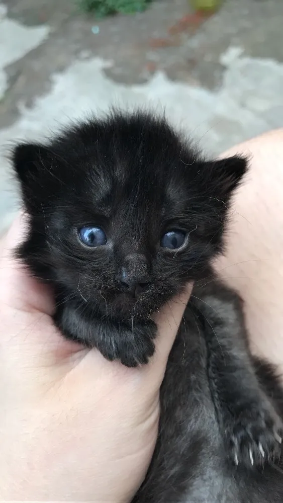 Gato ra a Sem raça idade 2 a 6 meses nome Gatinhos