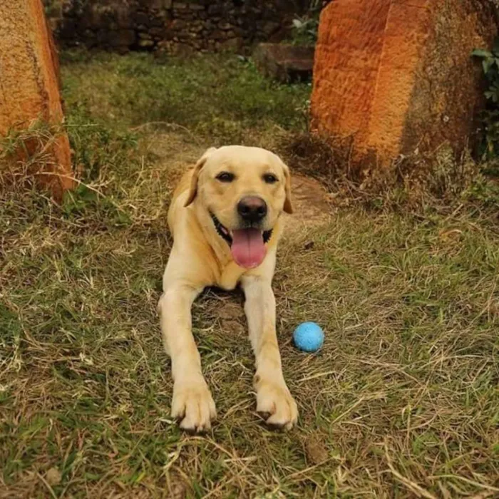 Cachorro ra a Labrador idade 6 ou mais anos nome Simão