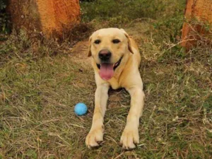 Cachorro raça Labrador idade 6 ou mais anos nome Simão