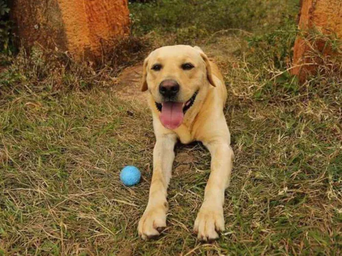 Cachorro ra a Labrador idade 6 ou mais anos nome Simão