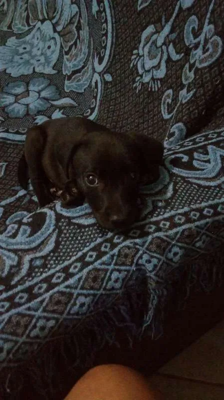 Cachorro ra a SRD idade Abaixo de 2 meses nome NEGO