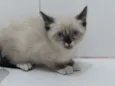 Menina