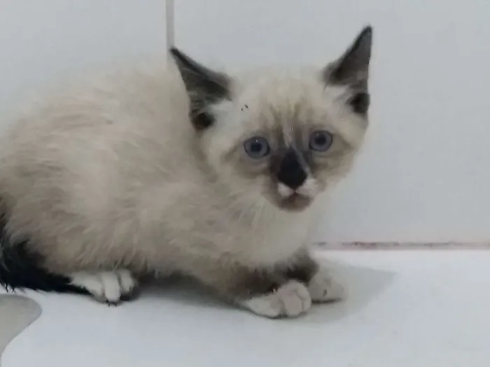 Gato ra a Sialata idade Abaixo de 2 meses nome Menina