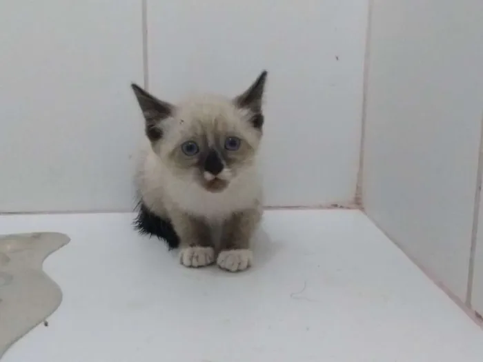 Gato ra a Sialata idade Abaixo de 2 meses nome Menina