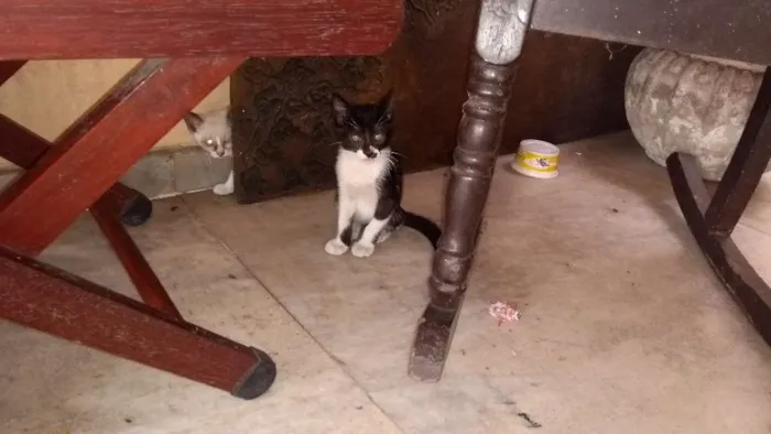 Gato ra a Não sei idade 2 a 6 meses nome Sem nomes