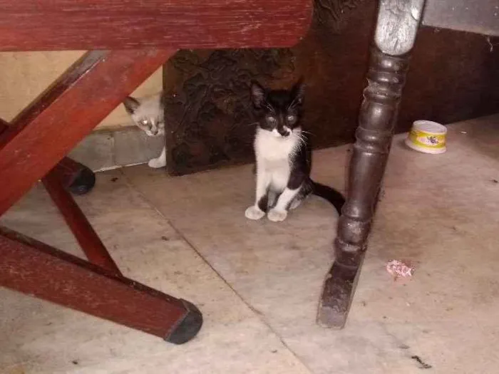 Gato ra a Não sei idade 2 a 6 meses nome Sem nomes