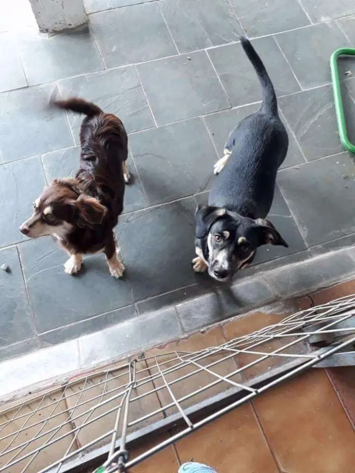 Cachorro ra a Sem raça definida idade 7 a 11 meses nome Channel