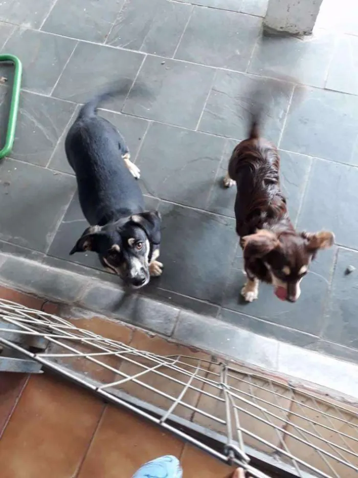 Cachorro ra a Poodle com vira lata idade 7 a 11 meses nome Sophie