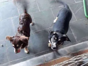 Cachorro raça Poodle com vira lata idade 7 a 11 meses nome Sophie