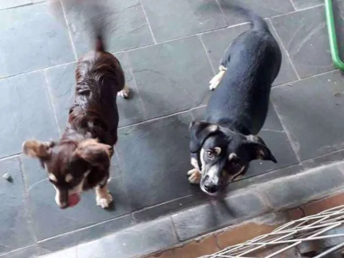 Cachorro ra a Poodle com vira lata idade 7 a 11 meses nome Sophie