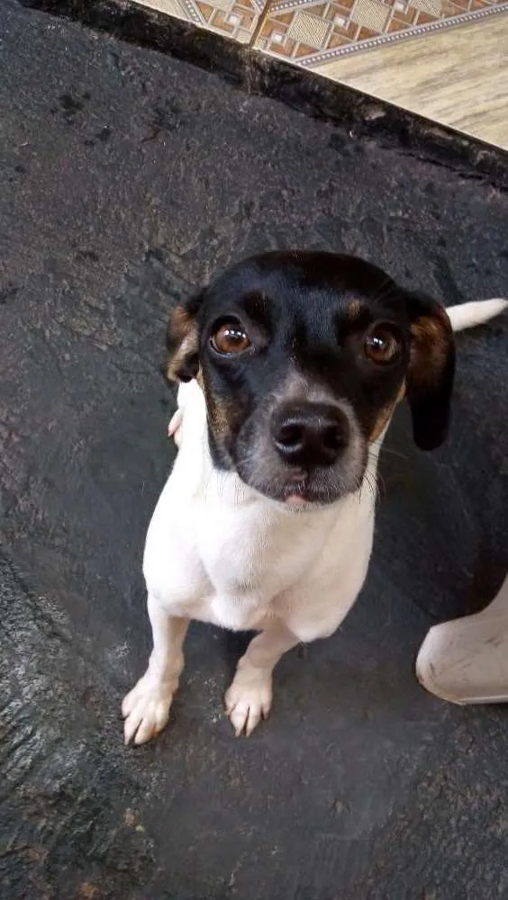 Cachorro ra a Vira lata idade 3 anos nome  Não tem 