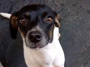 Cachorro raça Vira lata idade 3 anos nome  Não tem 