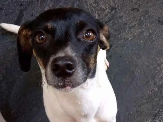Cachorro ra a Vira lata idade 3 anos nome  Não tem 