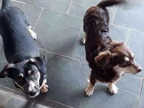 Cachorro ra a Sem raça definida idade 7 a 11 meses nome Channel