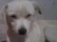 Cachorro raça Vira lata idade 1 ano nome Boladinho