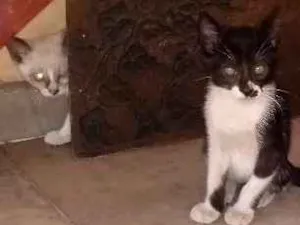 Gato raça Não sei idade 2 a 6 meses nome Sem nomes