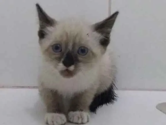 Gato ra a Sialata idade Abaixo de 2 meses nome Menina