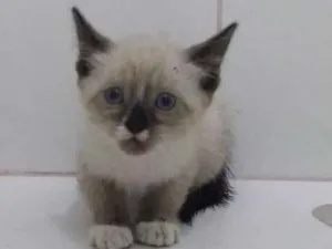 Gato raça Sialata idade Abaixo de 2 meses nome Menina