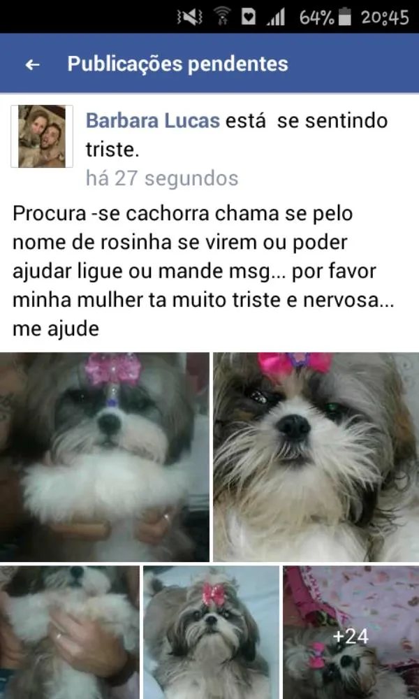 Cachorro ra a Sihi tzu idade 7 a 11 meses nome Rosinha