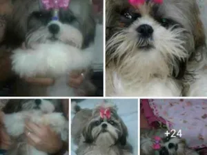 Cachorro raça Sihi tzu idade 7 a 11 meses nome Rosinha