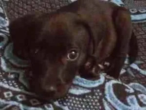 Cachorro raça SRD idade Abaixo de 2 meses nome NEGO