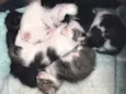 Gatinhos