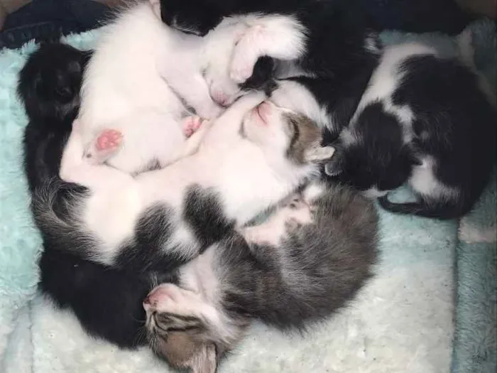 Gato ra a Sem raça idade 2 a 6 meses nome Gatinhos