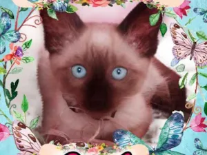 Gato raça Siamês idade 2 a 6 meses nome Pheb