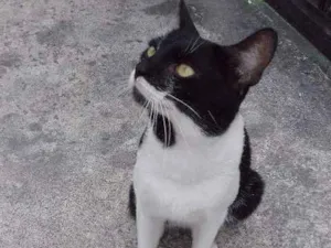 Gato raça RND idade 1 ano nome Fidalgo