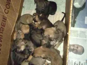 Cachorro raça Mestiço idade Abaixo de 2 meses nome Dez filhotes