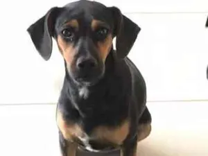 Cachorro raça SRD idade 2 a 6 meses nome Kika e Kakau