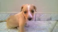 BELINHA