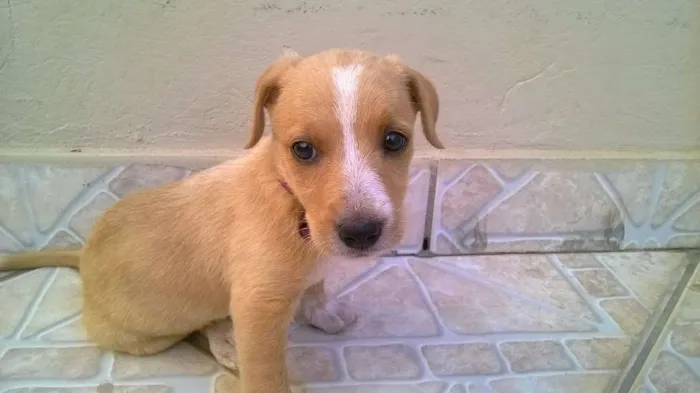 Cachorro raça SRD idade Abaixo de 2 meses nome BELINHA