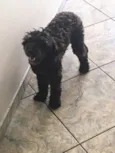 Pretinha 