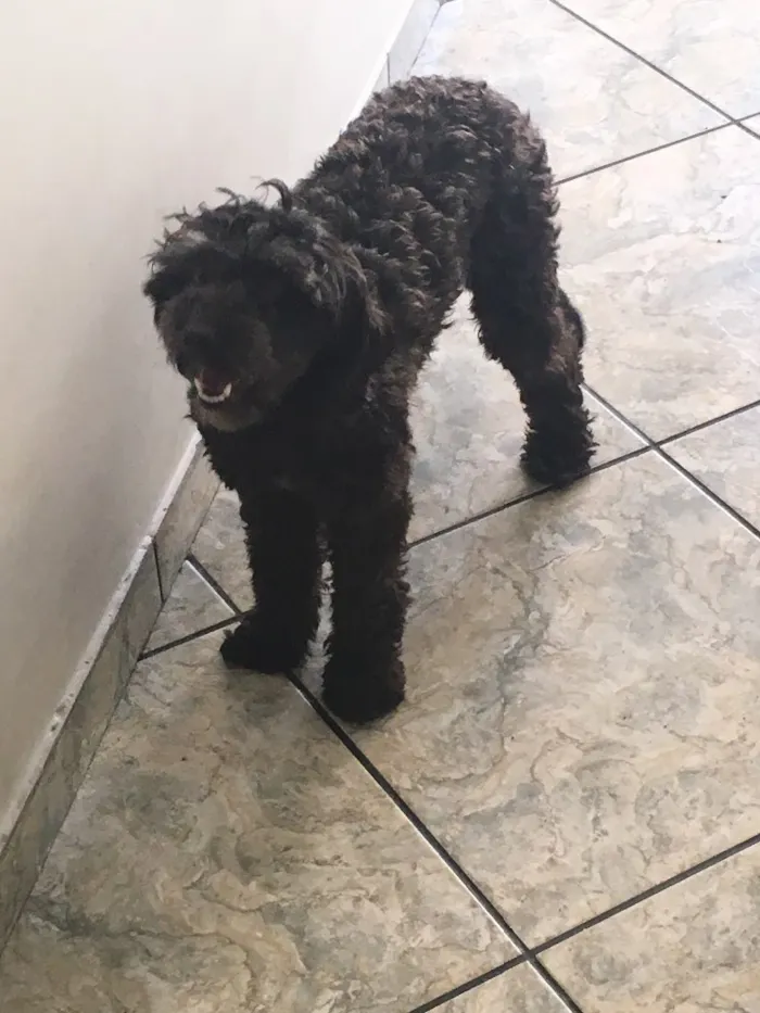 Cachorro ra a Poodle com coks Spaniel  idade 2 anos nome Pretinha 