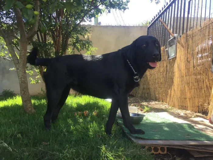 Cachorro ra a Labrador idade 1 ano nome Mel