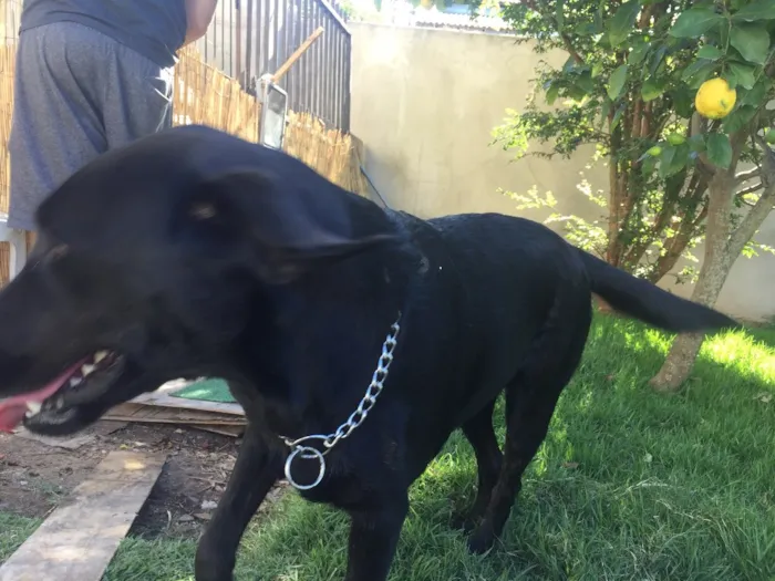 Cachorro ra a Labrador idade 1 ano nome Mel