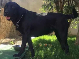 Cachorro raça Labrador idade 1 ano nome Mel